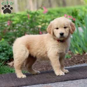 Jenna, Golden Retriever Puppy