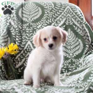 Jerry, Cavalier King Charles Mix Puppy