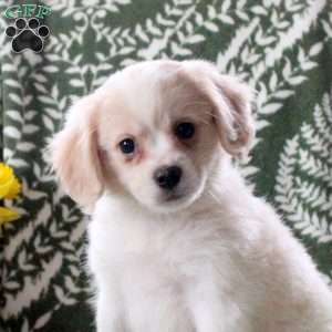 Jerry, Cavalier King Charles Mix Puppy