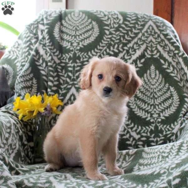 Jessie, Cavalier King Charles Mix Puppy
