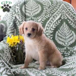 Jessie, Cavalier King Charles Mix Puppy