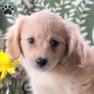 Jessie, Cavalier King Charles Mix Puppy