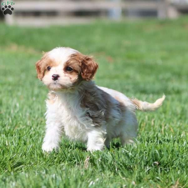 Jethro, Cavapoo Puppy