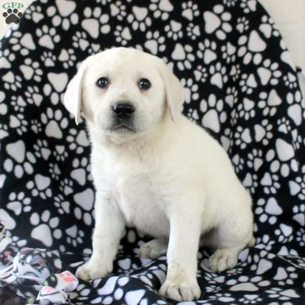 Jett, Yellow Labrador Retriever Puppy