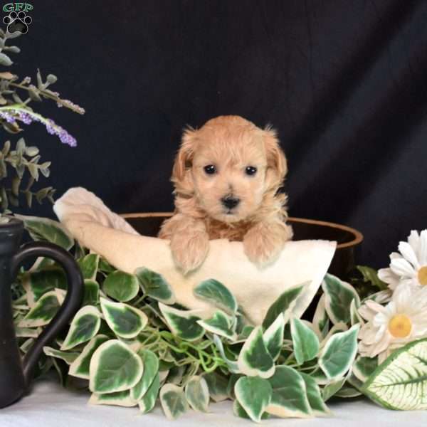 Jewel, Maltipoo Puppy