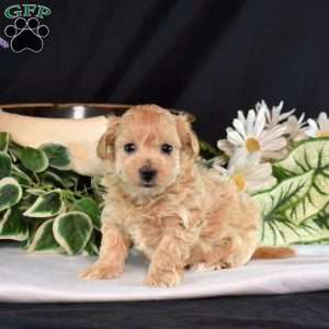 Jewel, Maltipoo Puppy