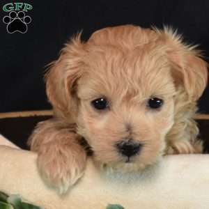 Jewel, Maltipoo Puppy