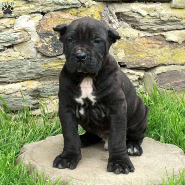 Jiffy, Cane Corso Puppy