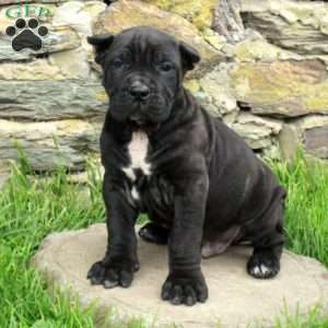 Jiffy, Cane Corso Puppy
