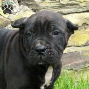 Jiffy, Cane Corso Puppy