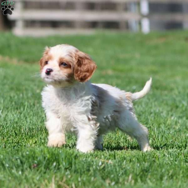 Jingle, Cavapoo Puppy