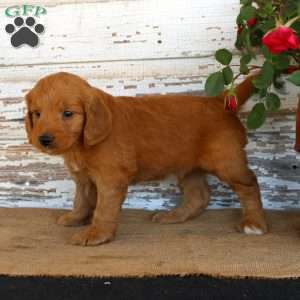 Jingo, Mini Goldendoodle Puppy