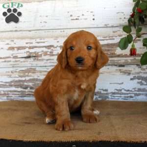 Jingo, Mini Goldendoodle Puppy
