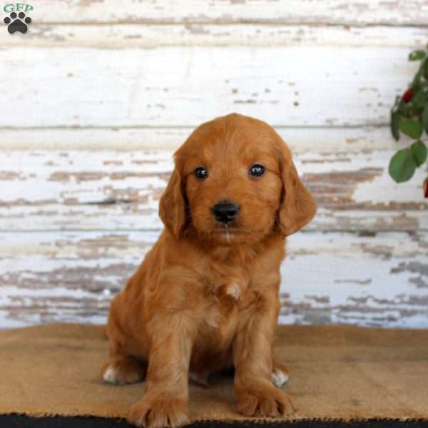 Jingo, Mini Goldendoodle Puppy