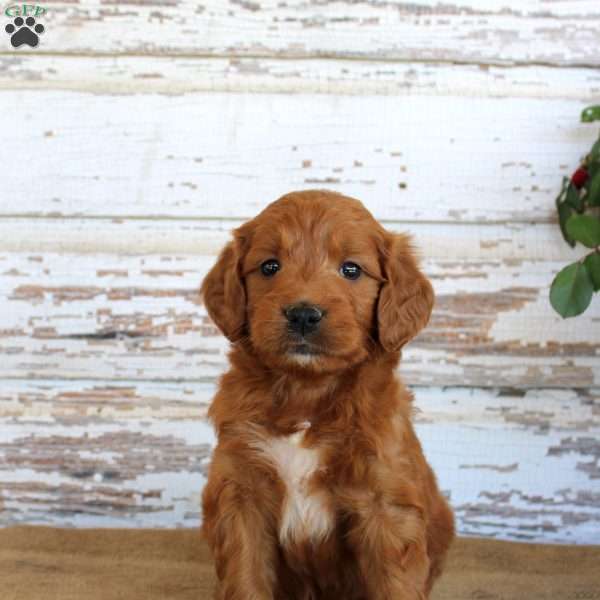 JoJo, Mini Goldendoodle Puppy
