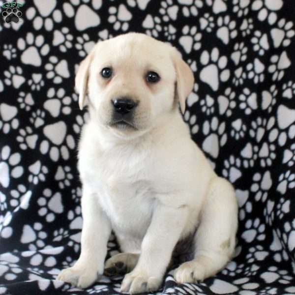 Jocelyn, Yellow Labrador Retriever Puppy