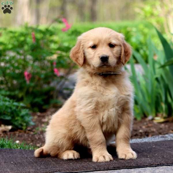 Joey, Golden Retriever Puppy