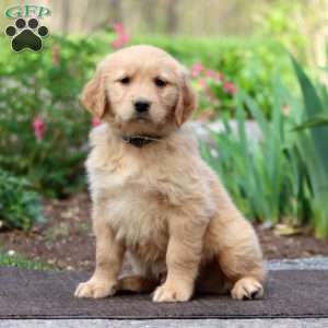 Joey, Golden Retriever Puppy
