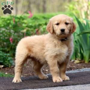 Joey, Golden Retriever Puppy