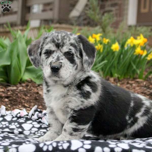 Joe, Labrador Mix Puppy