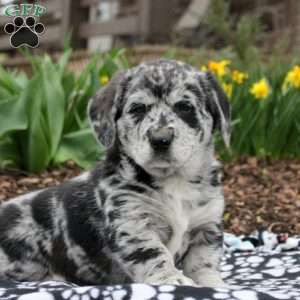 Joe, Labrador Mix Puppy
