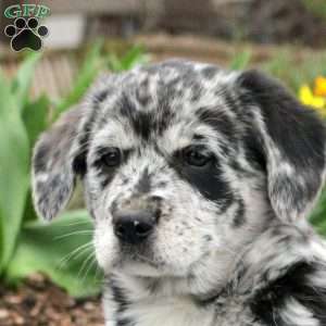Joe, Labrador Mix Puppy