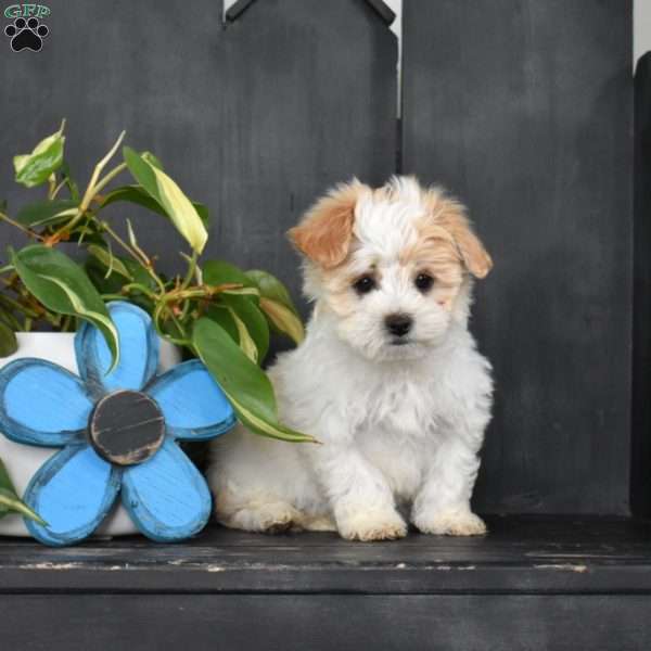 Joey, Maltese Mix Puppy