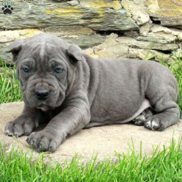 Joey, Cane Corso Puppy