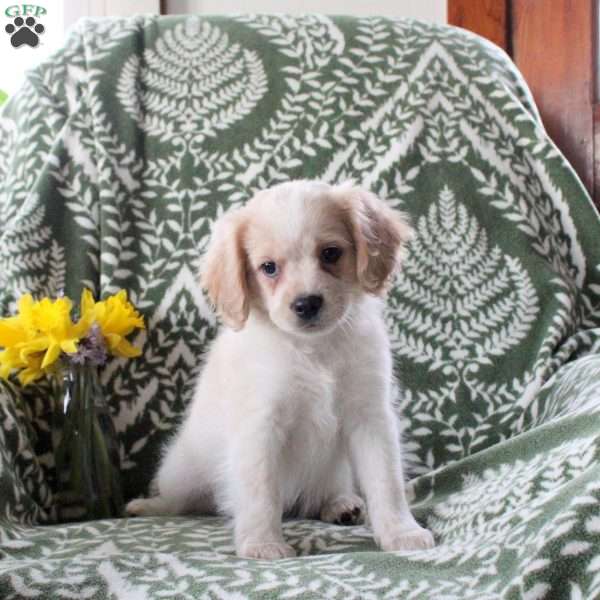 Joey, Cavalier King Charles Mix Puppy