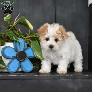 Joey, Maltese Mix Puppy