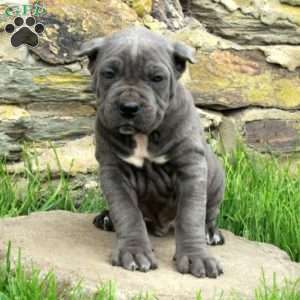 Joey, Cane Corso Puppy