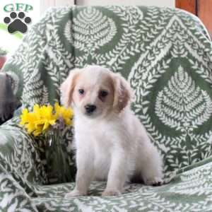Joey, Cavalier King Charles Mix Puppy