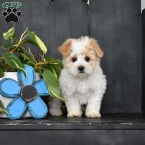 Joey, Maltese Mix Puppy