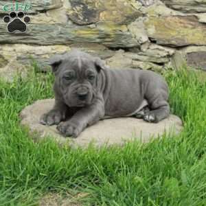 Joey, Cane Corso Puppy