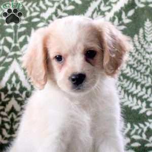 Joey, Cavalier King Charles Mix Puppy