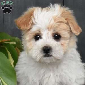 Joey, Maltese Mix Puppy