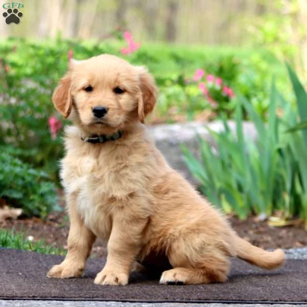 Jolly, Golden Retriever Puppy