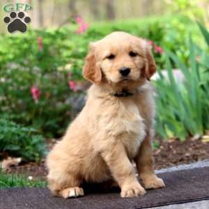 Jolly, Golden Retriever Puppy