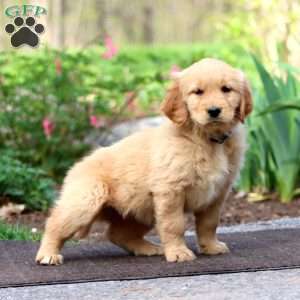 Jolly, Golden Retriever Puppy