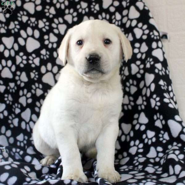 Jonah, Yellow Labrador Retriever Puppy