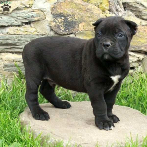 Jorah, Cane Corso Puppy