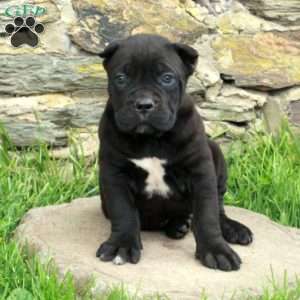 Jorah, Cane Corso Puppy