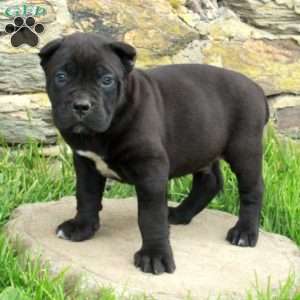 Jorah, Cane Corso Puppy