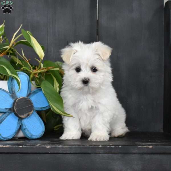Jordan, Maltese Mix Puppy