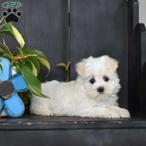 Jordan, Maltese Mix Puppy