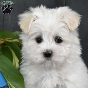 Jordan, Maltese Mix Puppy