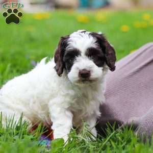 Joselyn, Cockapoo Puppy