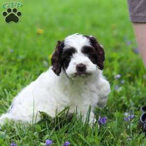 Joselyn, Cockapoo Puppy