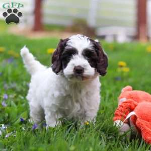 Joselyn, Cockapoo Puppy