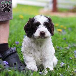 Joselyn, Cockapoo Puppy